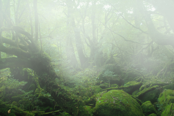 Photoshopで幻想的な霧を作るチュートリアル Go Nextブログ